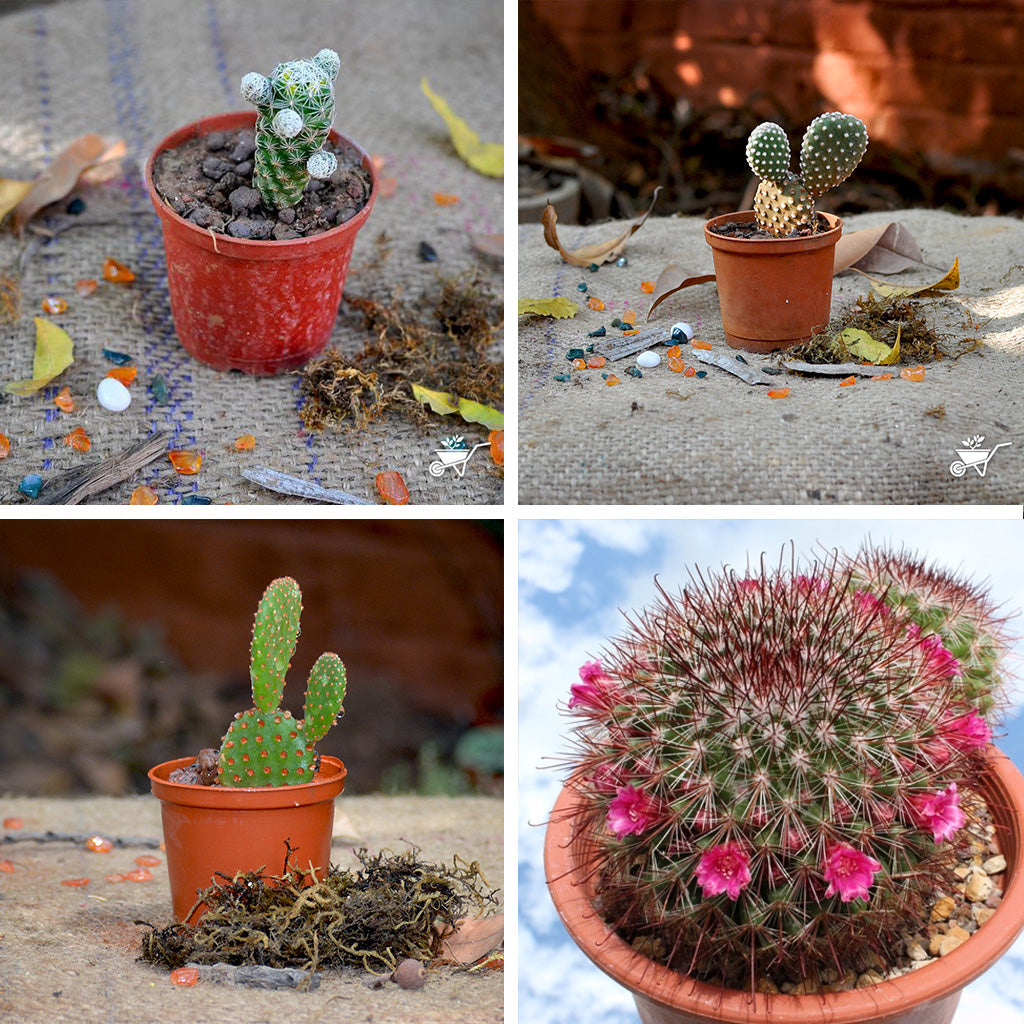 Buy Set of 4 Assorted Cute Cactus Pack Online – Low Maintenance Plants