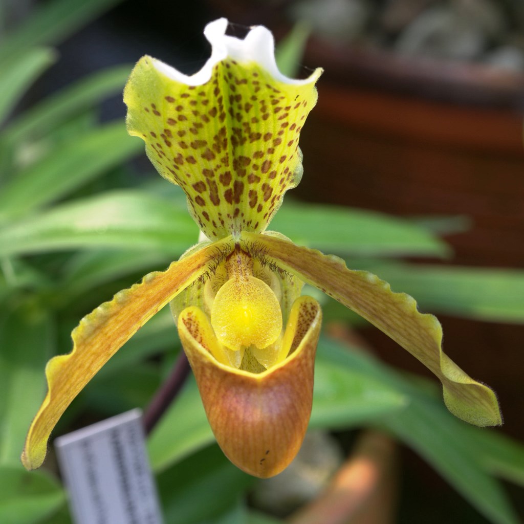 Cypripedium Insigne - myBageecha