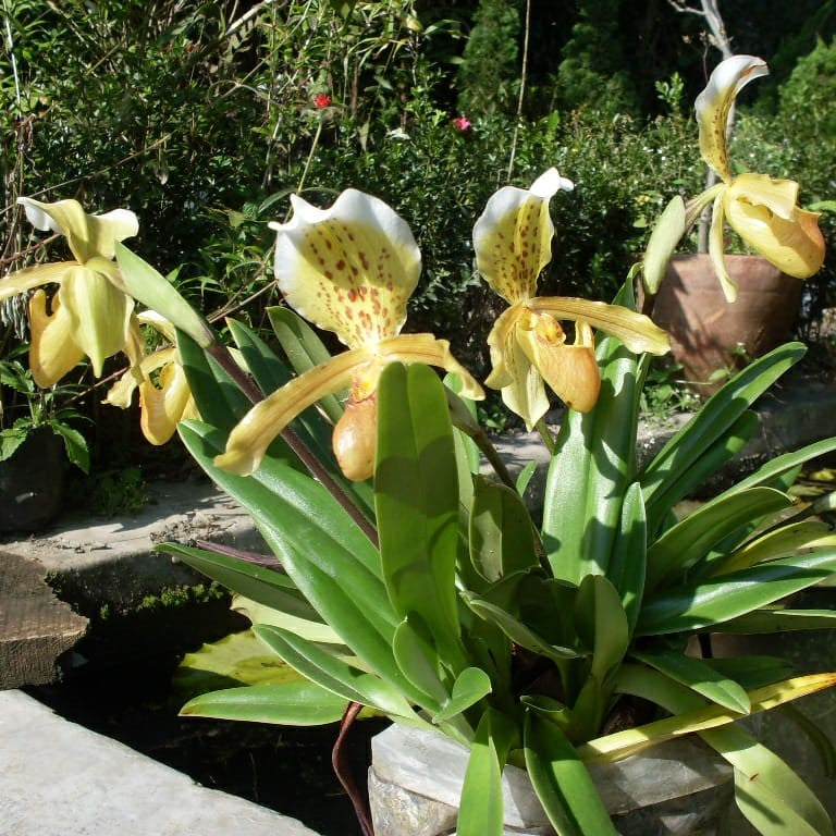 Cypripedium Insigne - myBageecha