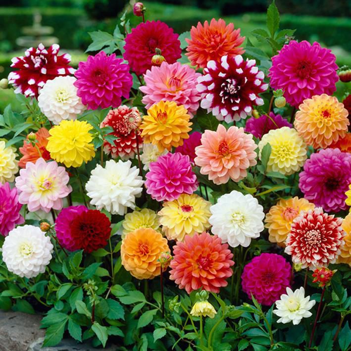 Decorative Dahlia (Mix bulbs) - myBageecha