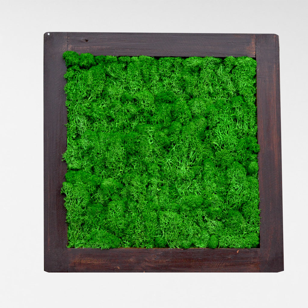 Dark Green preserved moss frame in dark wood – front view