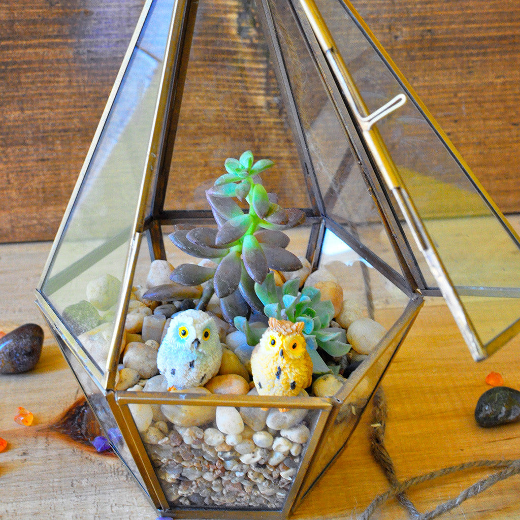 Desert Crawler terrarium top view miniature garden - myBageecha
