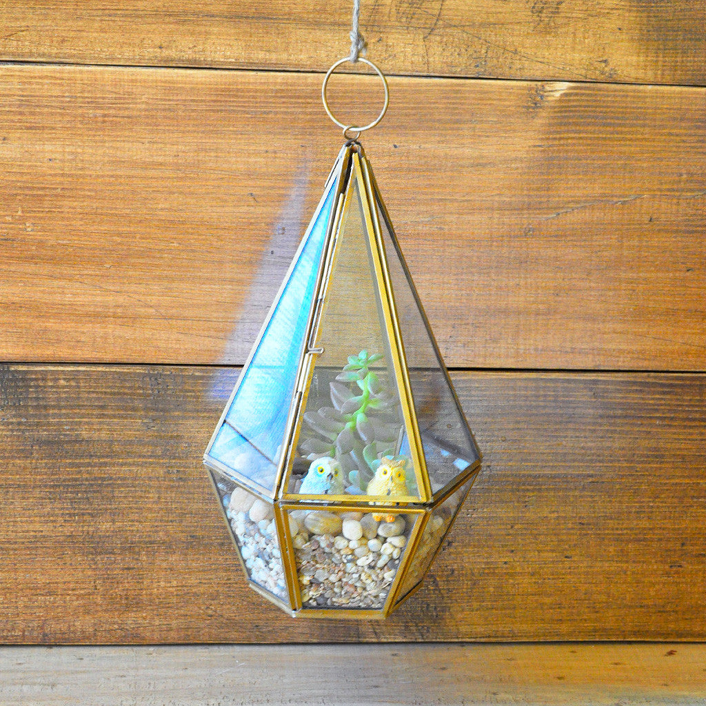 Desert Crawler terrarium side view soil & moss - myBageecha