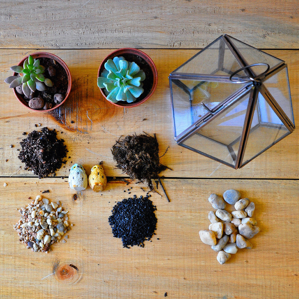 Desert Crawler terrarium close‑up of miniatures- myBageecha