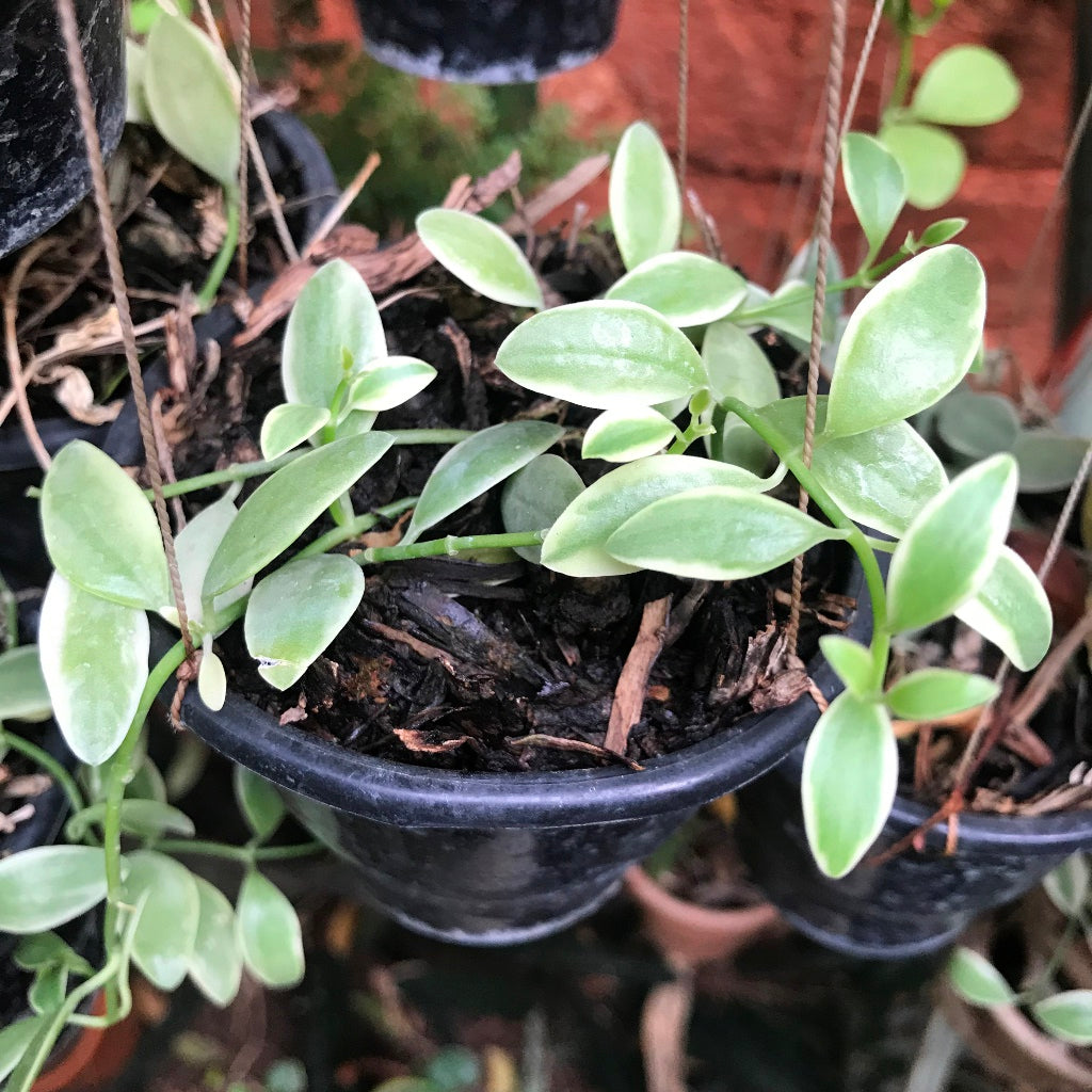 Dischidia oiantha Variegata Plant - myBageecha