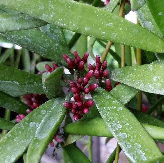 Dischidia Parasitica Plant - myBageecha