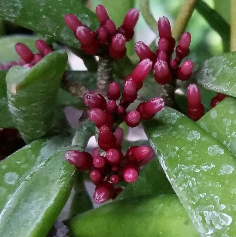 Dischidia Parasitica Plant - myBageecha