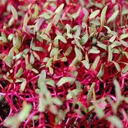 Beetroot microgreens foliage, All Season harvest - myBageecha