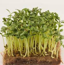 Fenugreek microgreens leaves, All Season harvest - myBageecha