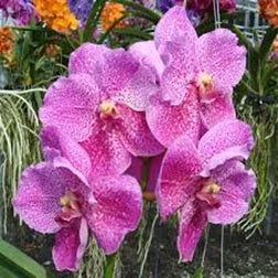 Dr. Anek X Blitz's Heartthrob - myBageecha