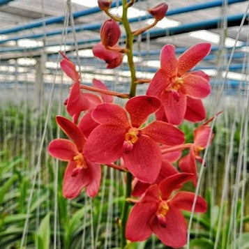 Dr.Anek X Philippinsis - myBageecha