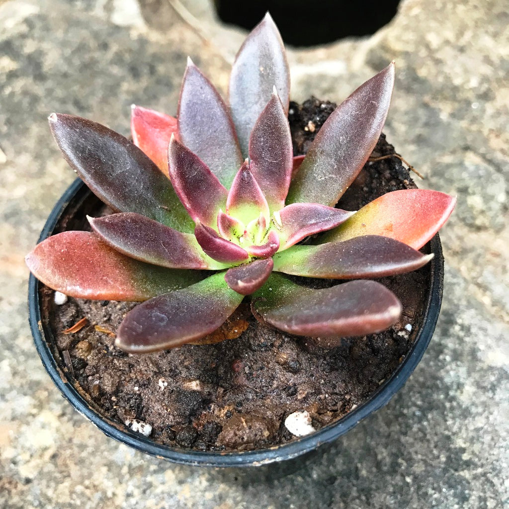 Echeveria Affinis Black Knight Succulent Plant - myBageecha