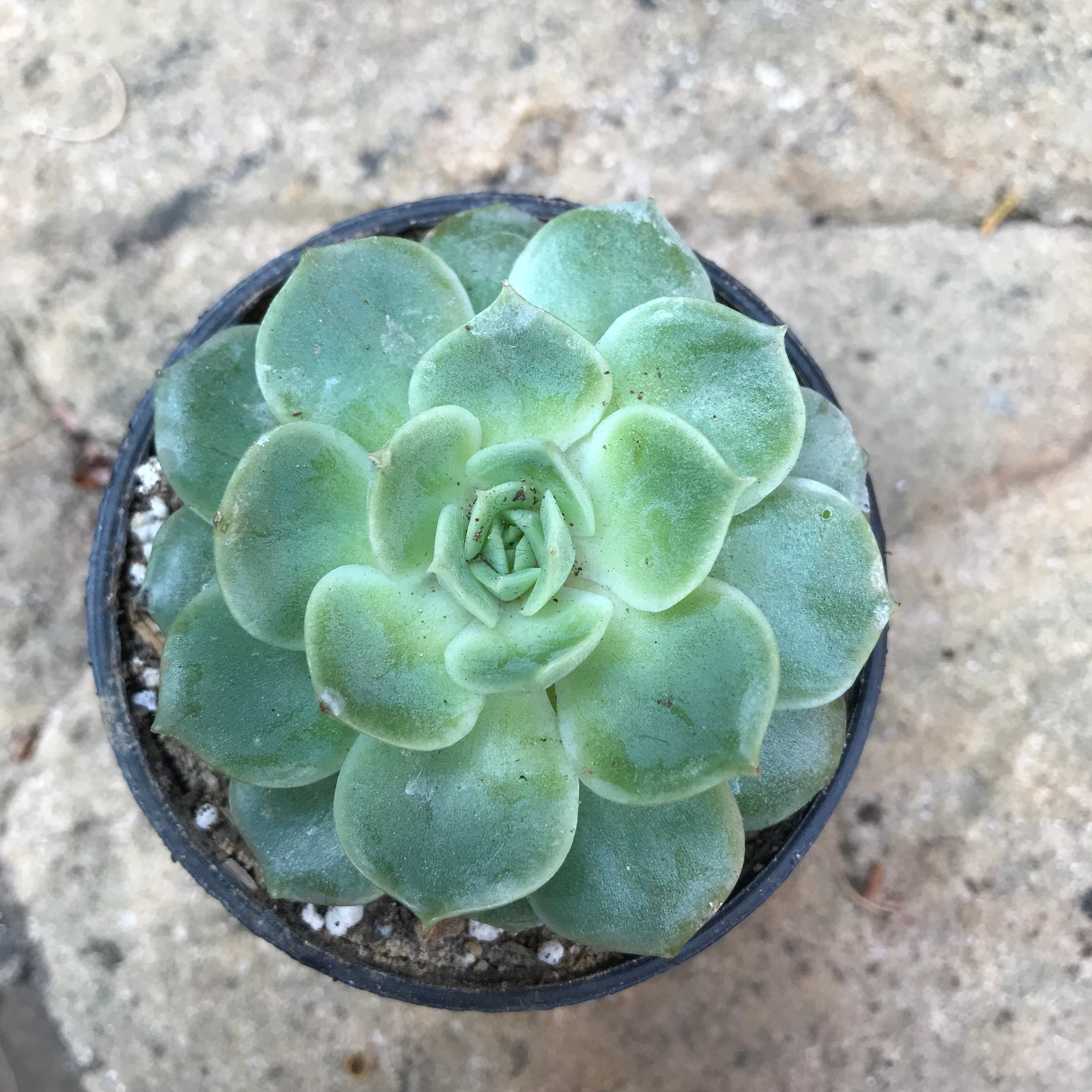 Echeveria Imbricata Blue Rose Succulent Plant - myBageecha
