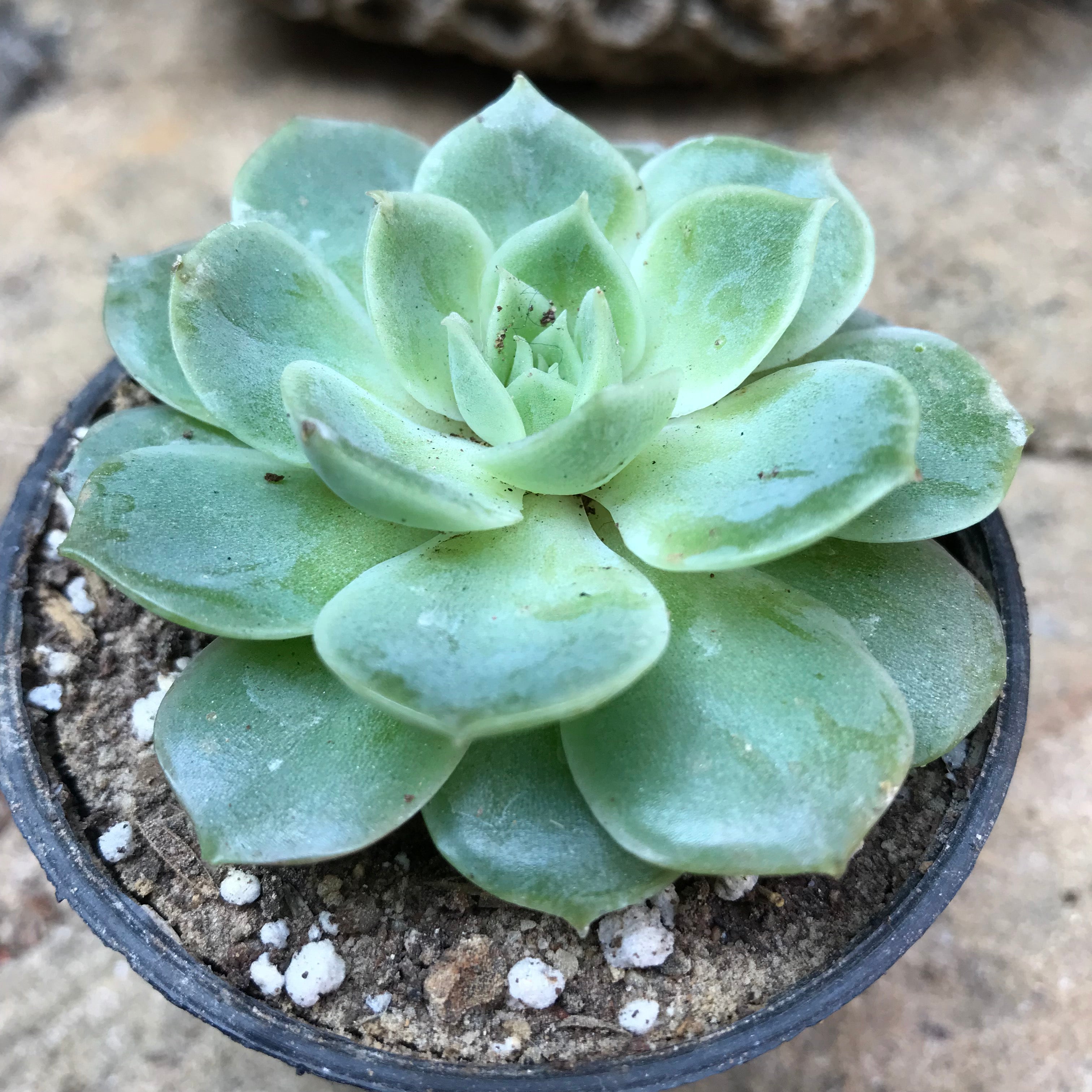 Echeveria Imbricata Blue Rose Succulent Plant - myBageecha