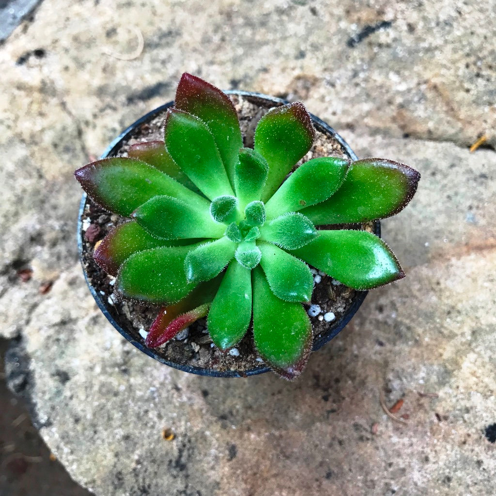 Echeveria Doris Taylor Succulent Plant - myBageecha