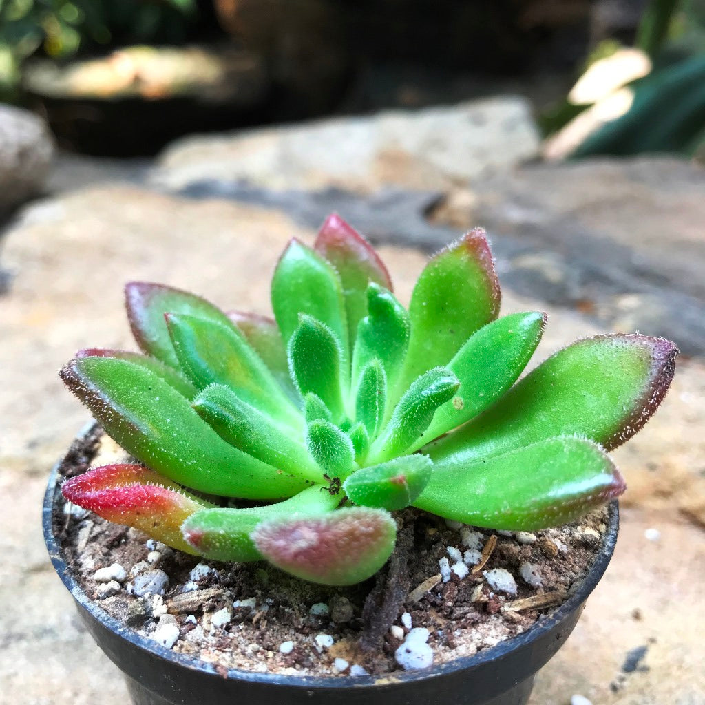 Echeveria Doris Taylor Succulent Plant - myBageecha