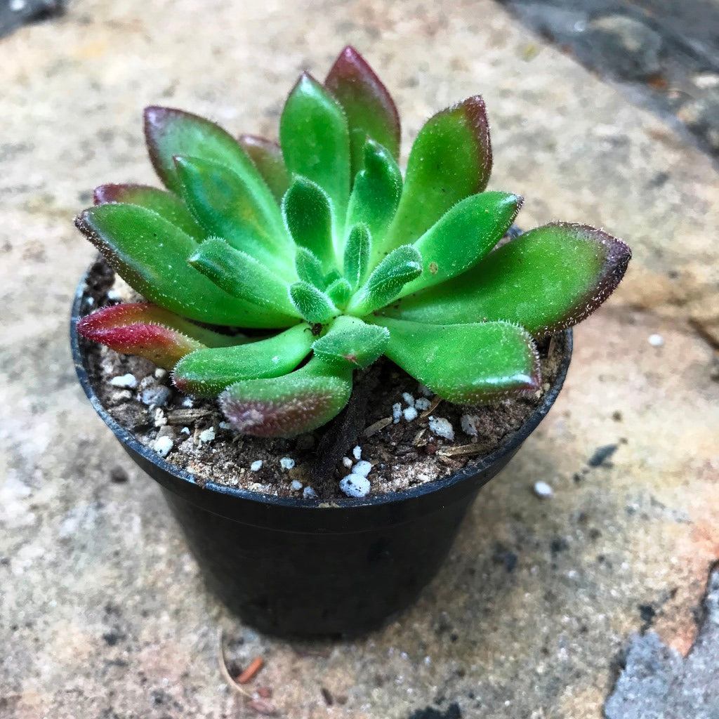 Echeveria Doris Taylor Succulent Plant - myBageecha