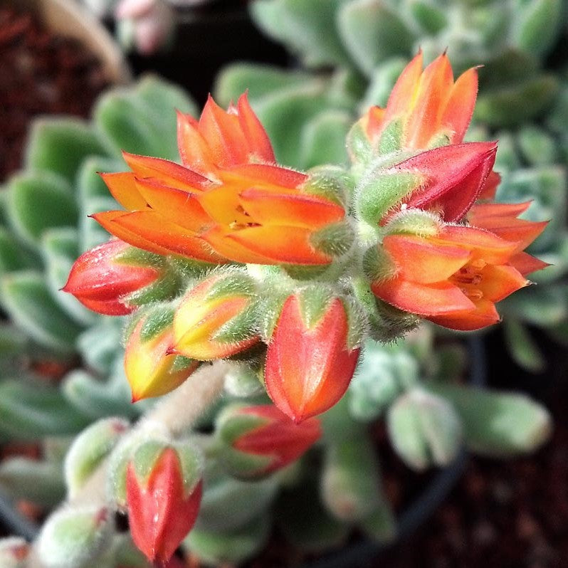 Echeveria Doris Taylor Succulent Plant - myBageecha