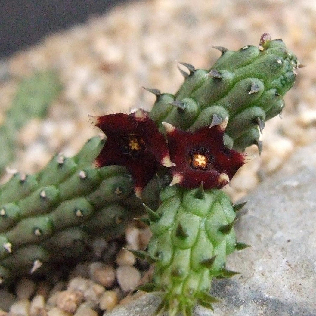 Echidnopsis Repens Succulent Plant - myBageecha