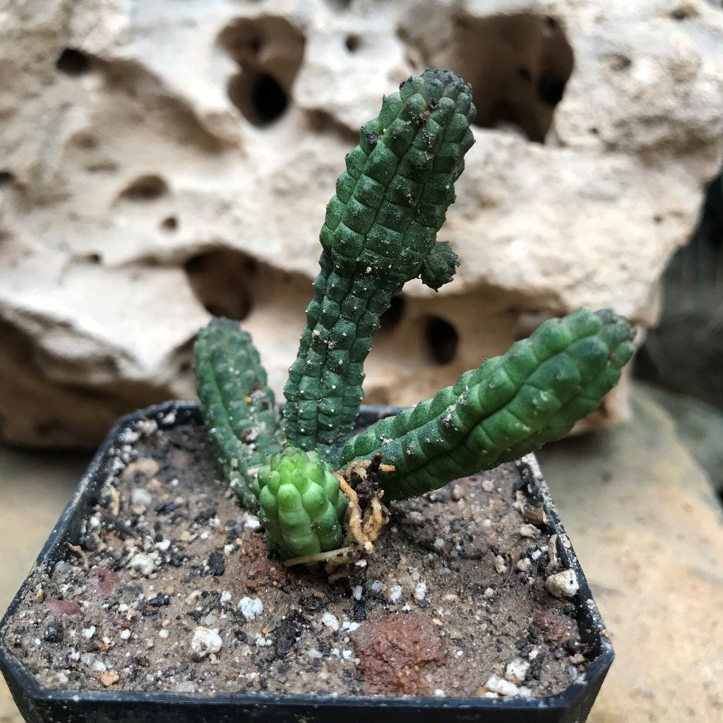Echidnopsis Repens Succulent Plant - myBageecha