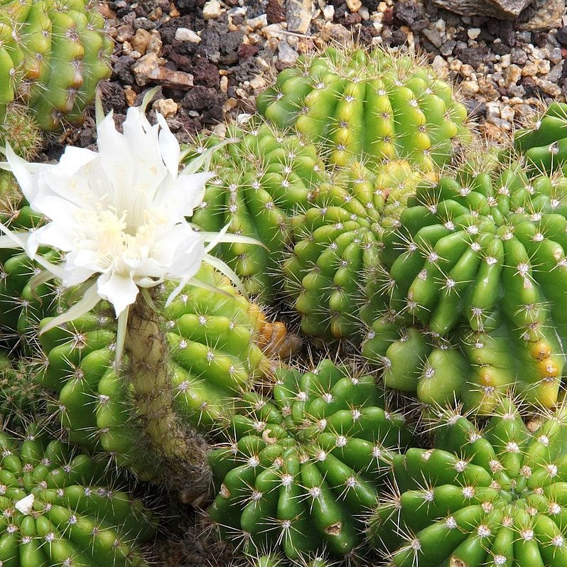 Echinopsis Calochlora Cactus Plant - myBageecha