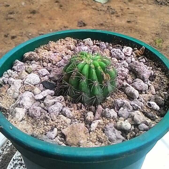 Echinopsis Calochlora Cactus Plant - myBageecha