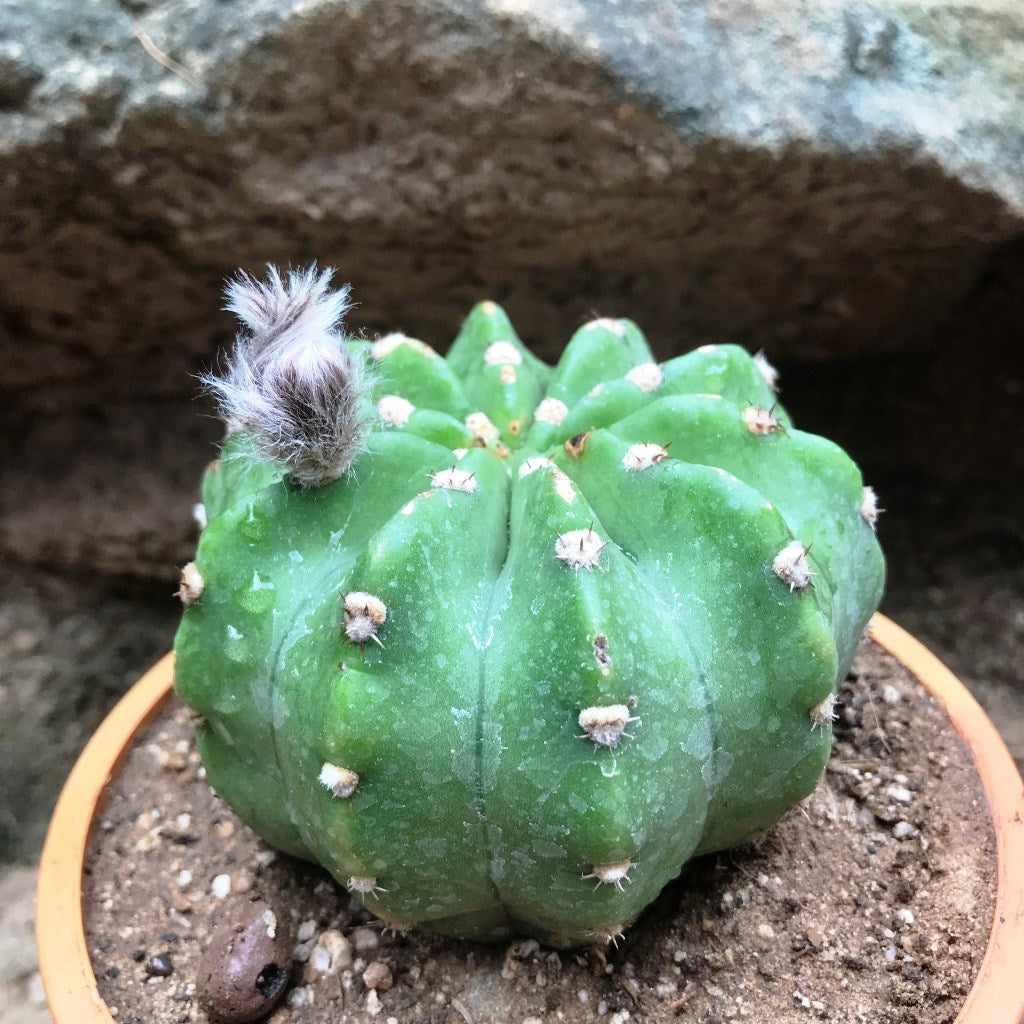 Echinopsis Subdenudata Cactus Plant - myBageecha