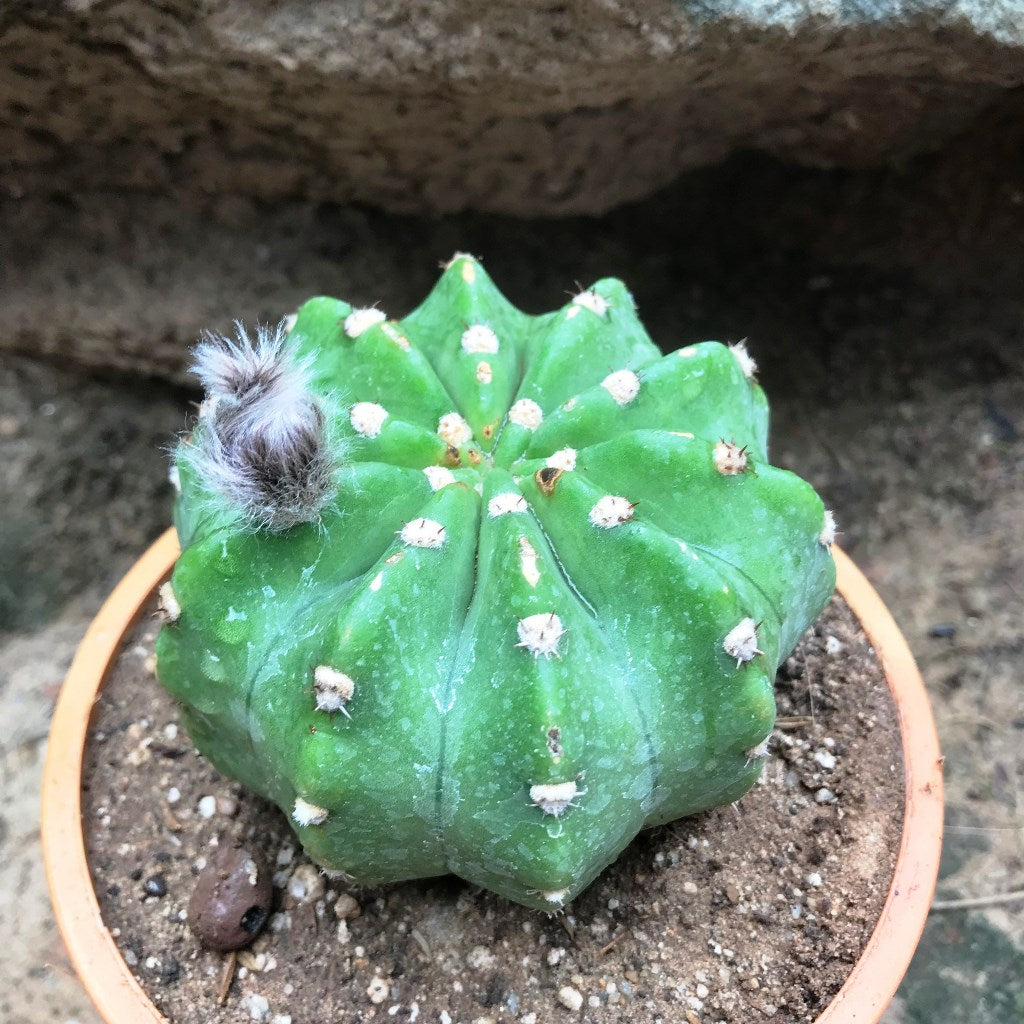 Echinopsis Subdenudata Cactus Plant - myBageecha