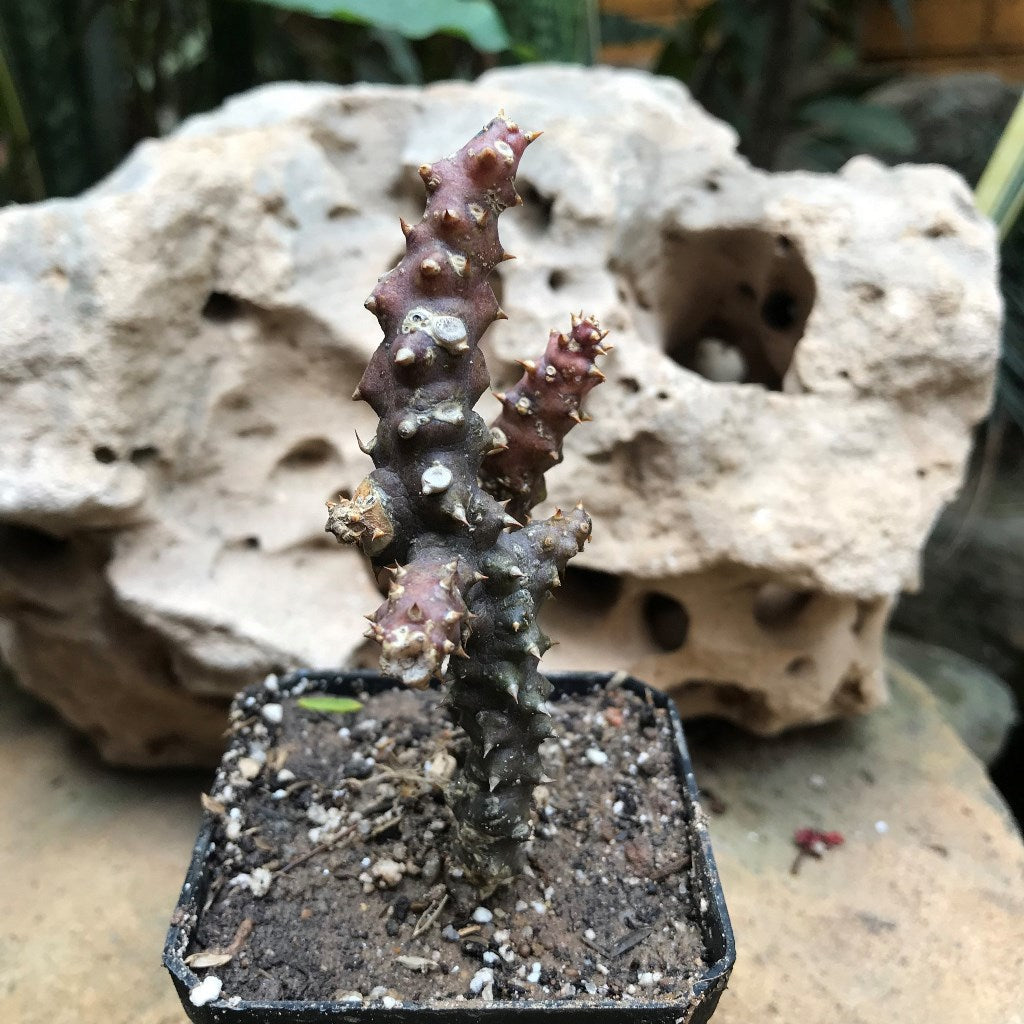 Edithocolea Grandish Succulent Plant - myBageecha