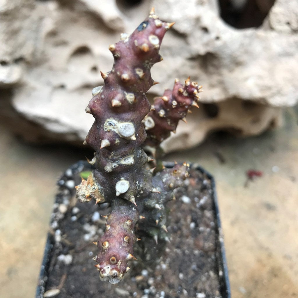 Edithocolea Grandish Succulent Plant - myBageecha