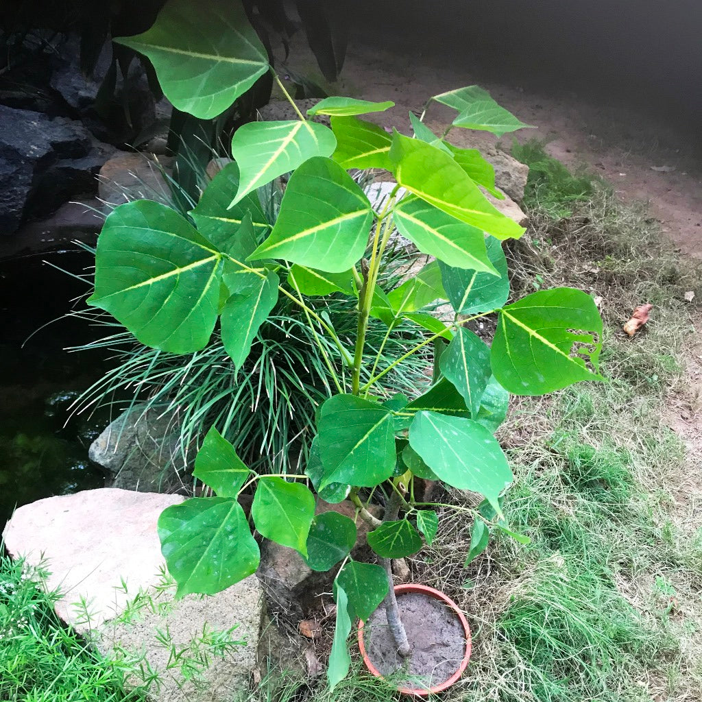 Erythrina Suberosa Pangaro Plant - myBageecha