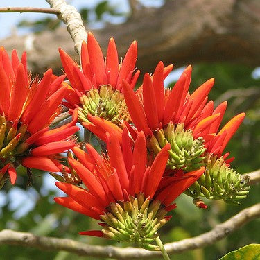 Erythrina suberosa (Pangaro) – Red Spring Flowering Tree