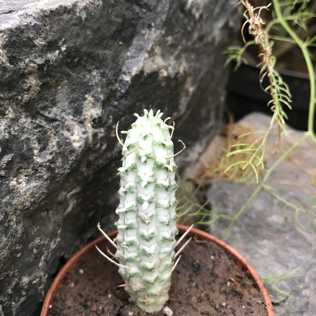 Euphorbia Mammillaris Variegata Cactus Plant - myBageecha