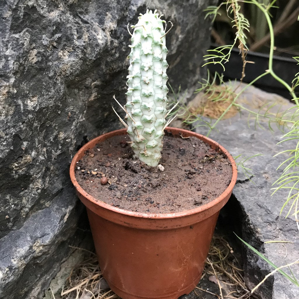 Euphorbia Mammillaris Variegata Cactus Plant - myBageecha