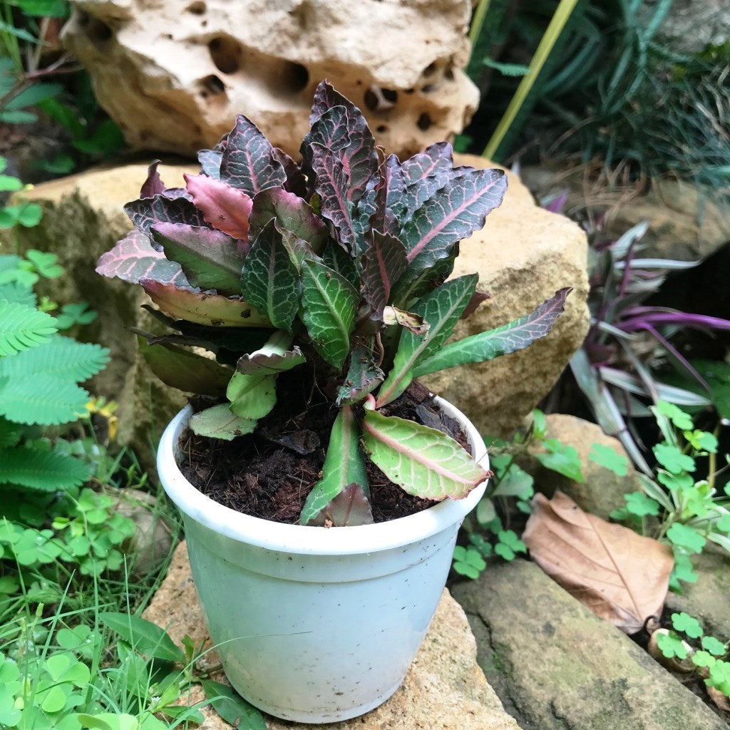 Euphorbia Francoisii Brown Knight Cactus Plant - myBageecha