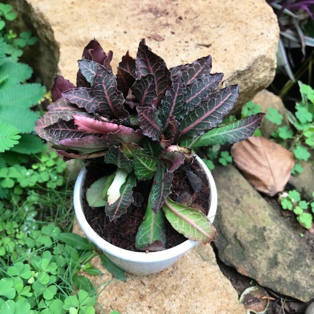 Euphorbia Francoisii Brown Knight Cactus Plant - myBageecha