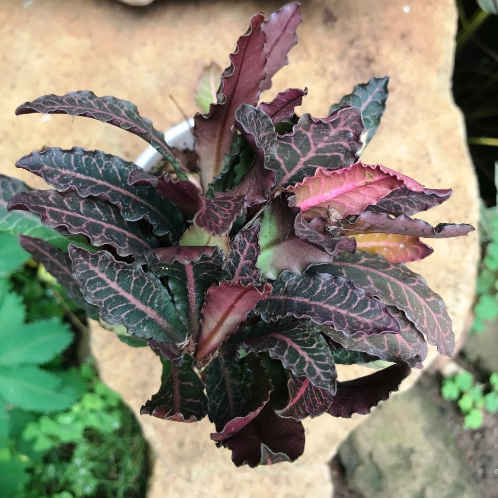 Euphorbia Francoisii Brown Knight Cactus Plant - myBageecha