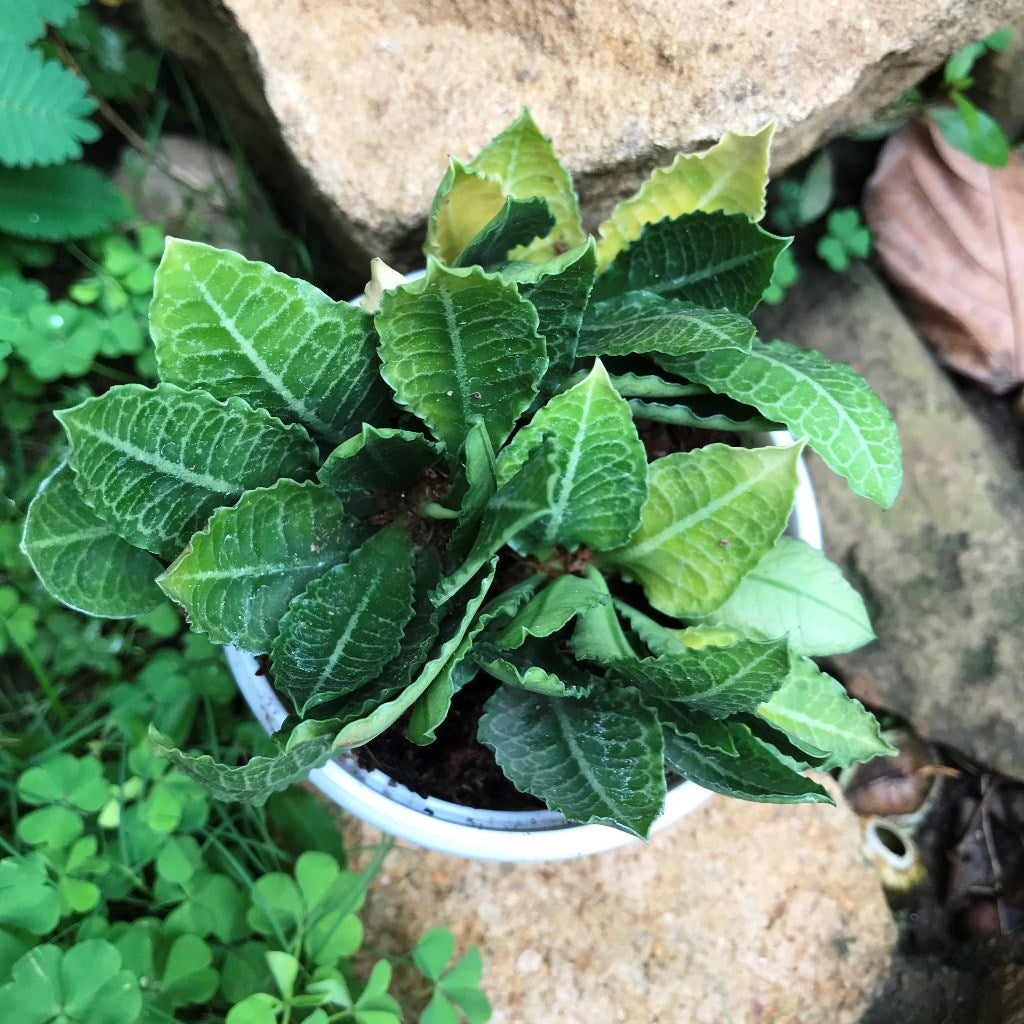 Euphorbia Francoisii Fitto Cactus Plant - myBageecha