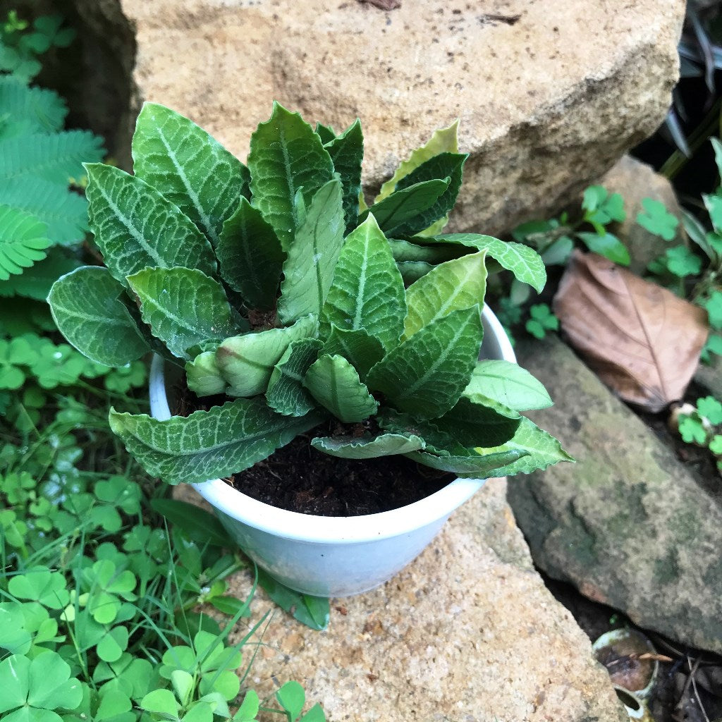 Euphorbia Francoisii Fitto Cactus Plant - myBageecha