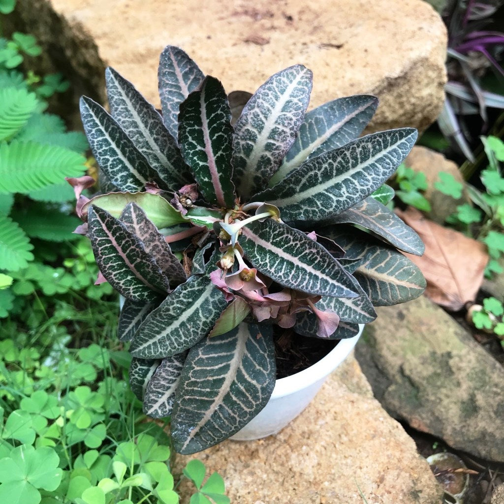 Euphorbia Francoisii Persian Carpet Plant - myBageecha