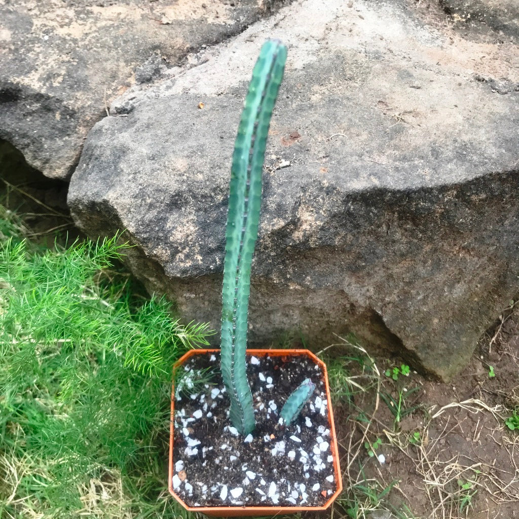 Euphorbia Heterochroma Cactus Plant - myBageecha