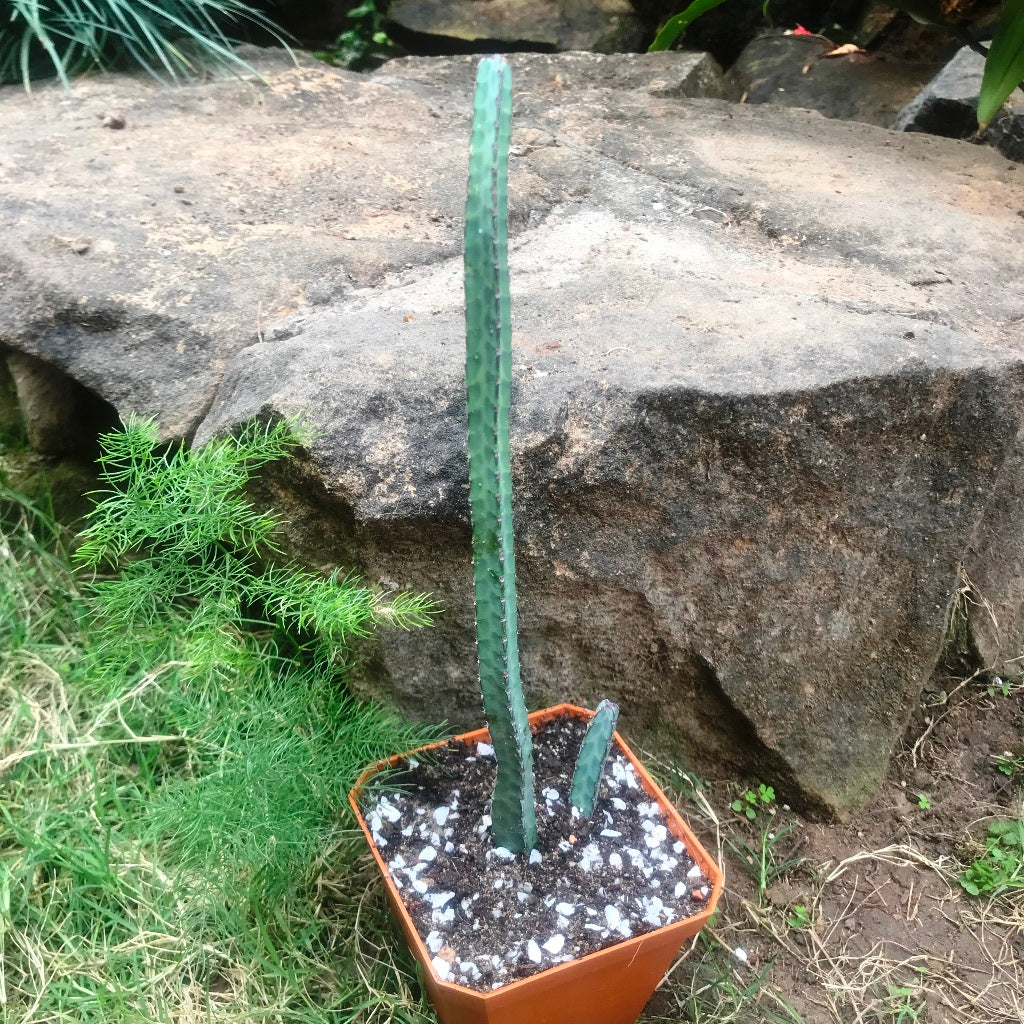 Euphorbia Heterochroma Cactus Plant - myBageecha