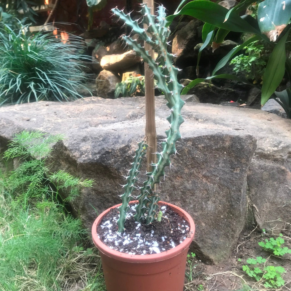 Euphorbia Knuthii Cactus Plant - myBageecha