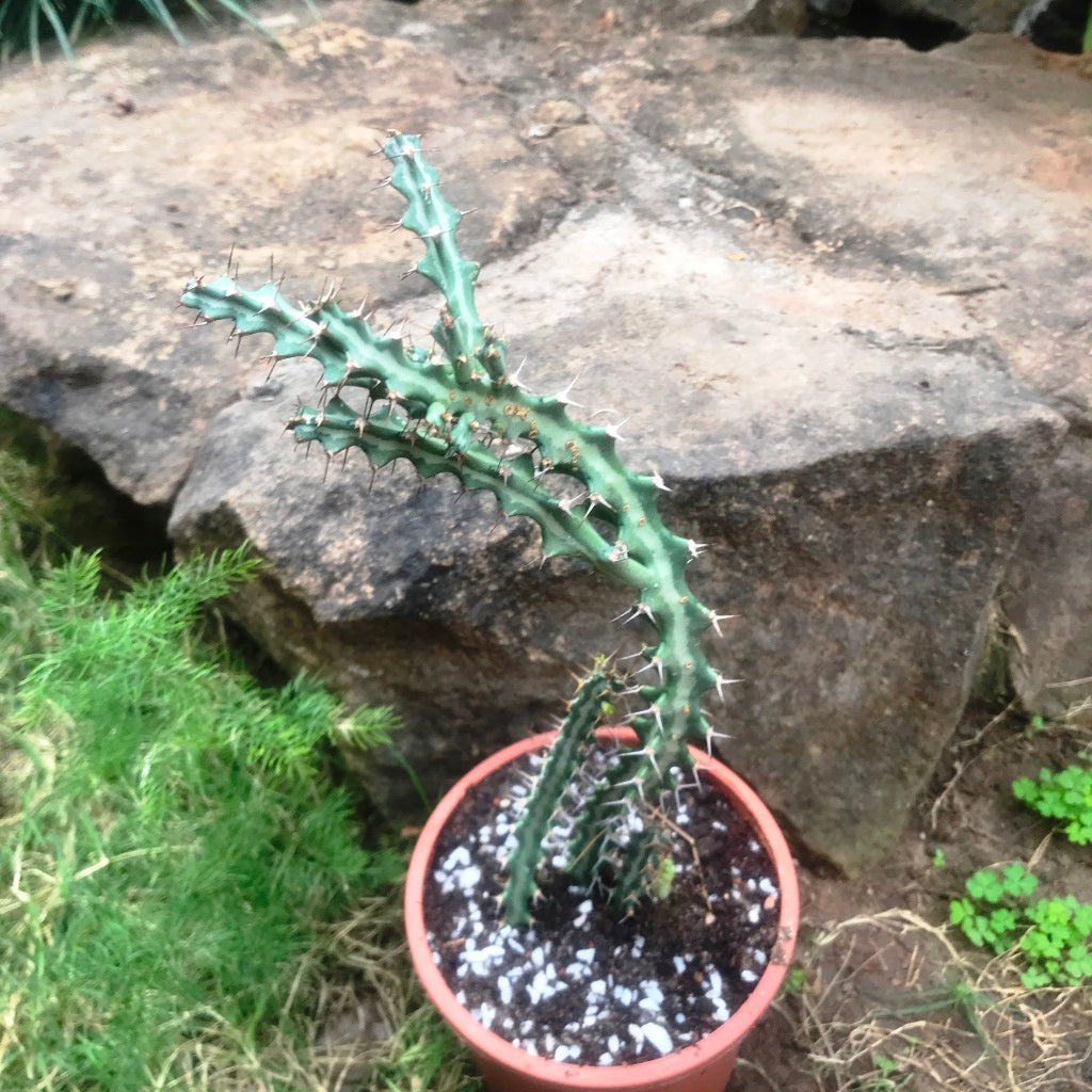 Euphorbia Knuthii Cactus Plant - myBageecha