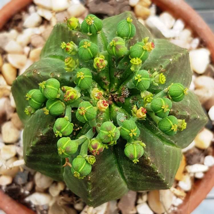 Euphorbia Meloformis Cactus Plant - myBageecha