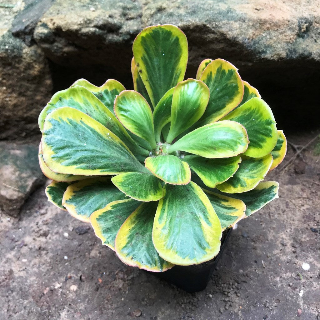 Euphorbia Poissonii Variegata Cactus Plant - myBageecha