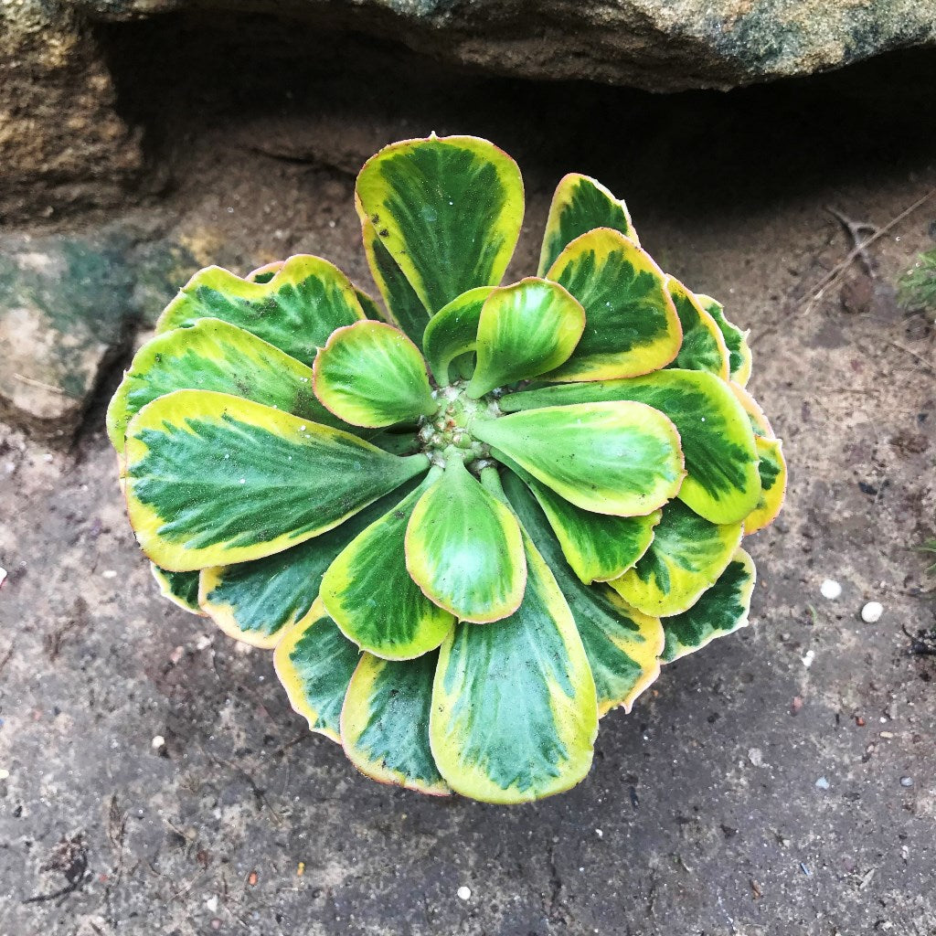 Euphorbia Poissonii Variegata Cactus Plant - myBageecha