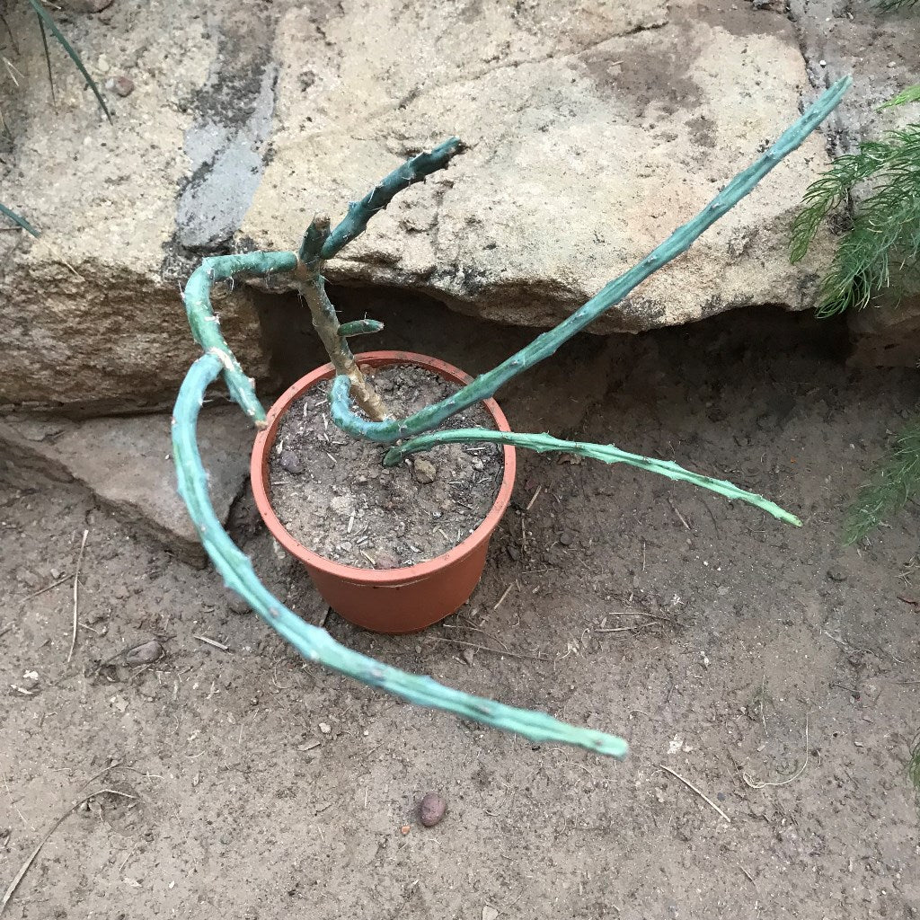 Euphorbia Septentrionalis Cactus Plant - myBageecha