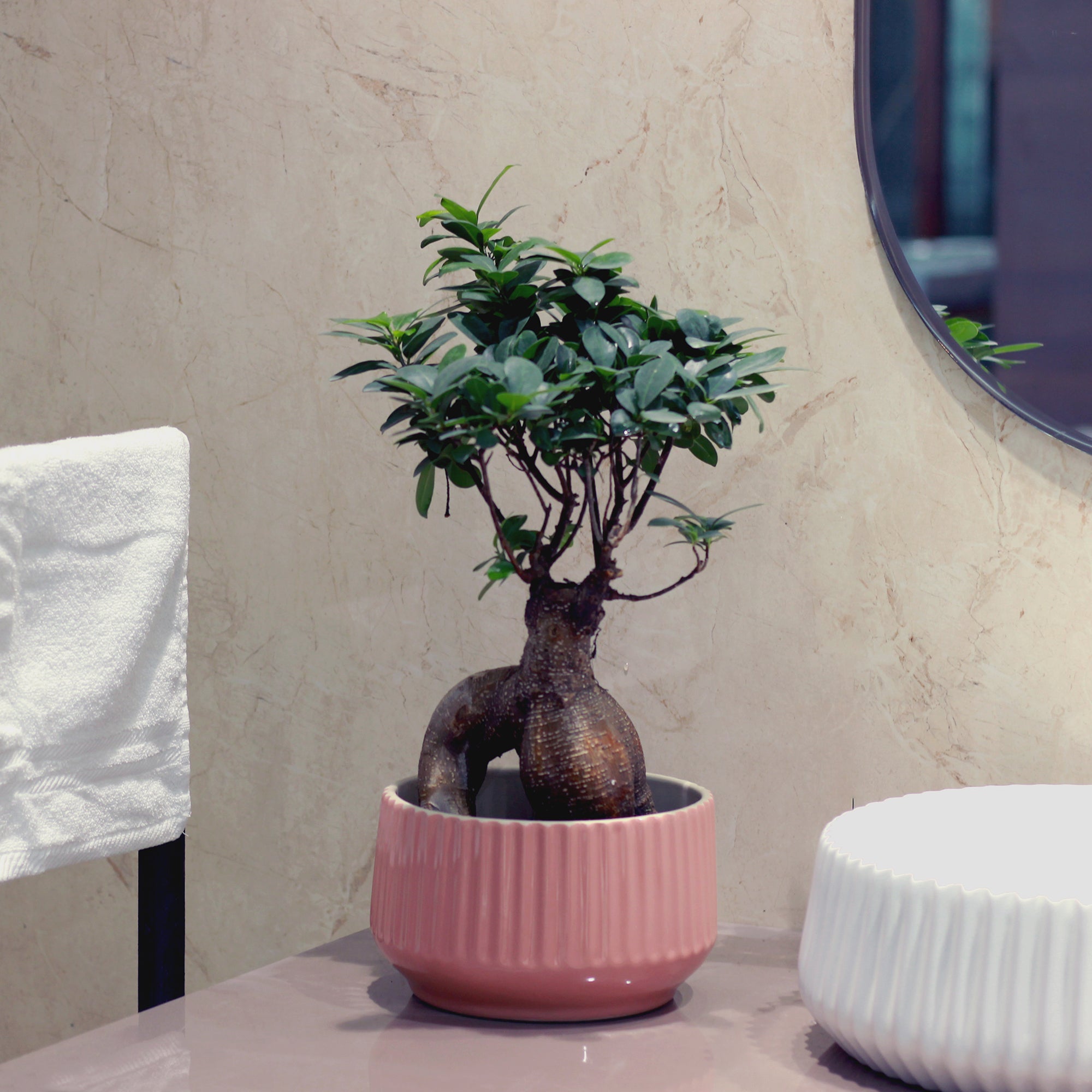 Meira Ceramic Planter - myBageecha