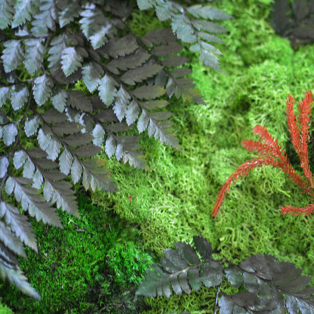 Lush forest moss in dark wood frame – eco-friendly décor